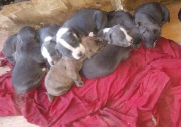 New babies blue nose blue fawn