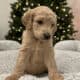 Golden Mountain Doodle Puppies for Sale! 🐶