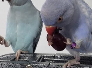 Indian ringnecks