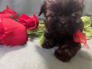 Shih Tzu Boy 4