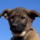 AKC FEMALE GERMAN SHEPHERD DOG