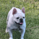 Frenchie puppies