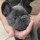 Zeb the Frenchie