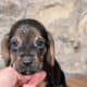 Bloodhound female
