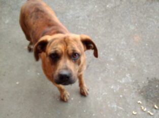 Sweet pitball boxernix needs good home