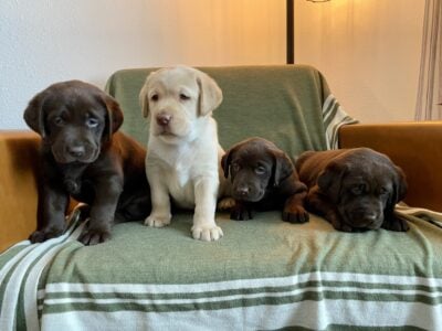 AKC Registered Lab Puppies