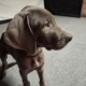 Weimaraner pups for sale