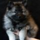 Keeshond Puppies