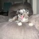 mini aussie