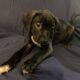 American Staffordshire Terrier Puppies