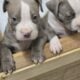 Beautiful XL Bully’s. Only one female left.