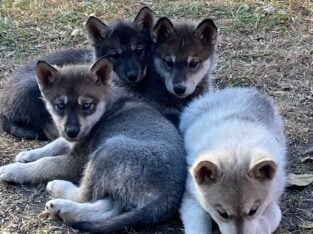 Spring Lowcontent Wolfdog Litter in MN