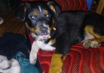 Miniature Australian Shepherd Puppies