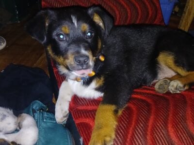 Miniature Australian Shepherd Puppies