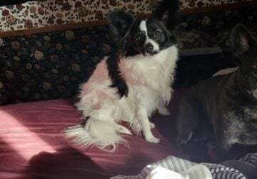 2 year old Papillon