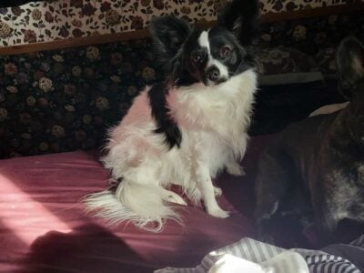 2 year old Papillon