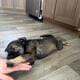 Australian/ German shepherd mix puppies