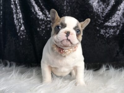 Lilac AKC Frenchie