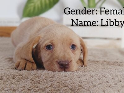 Lab puppy