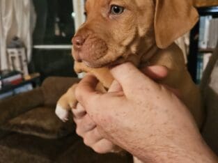 Australian Shepherd/Boxer Mix Puppies
