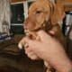 Australian Shepherd/Boxer Mix Puppies