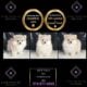 Snow white AKC Pomeranian