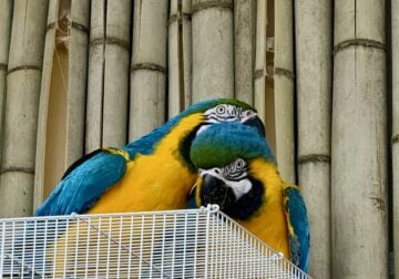 Macaw blue and gold