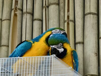Macaw blue and gold