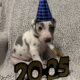 Male Blue Harlequin Great Dane