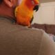 7 Mo Female Sun Conure