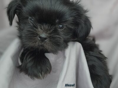 Sweet Shihtzu Puppies