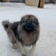 Beautiful Purebred Keeshond Puppies for Sale