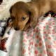 CKC Dachshund Cream Dapple HOLLY