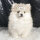 Snow white AKC Pomeranian
