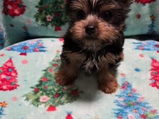 Yorkie puppies