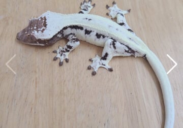 Imported crested geckos from korea