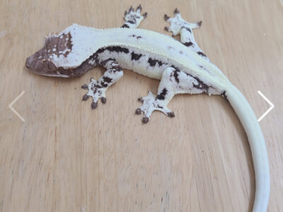 Imported crested geckos from korea