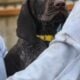 AKC German Shorthaired Pointer Pups