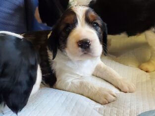 AKC English Springer Spaniels Champion Bloodlines