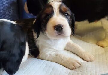 AKC English Springer Spaniels Champion Bloodlines