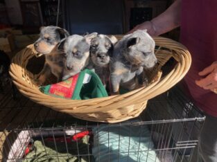 Selling full blooded blue heelers $400 per pup.