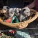 Selling full blooded blue heelers $400 per pup.