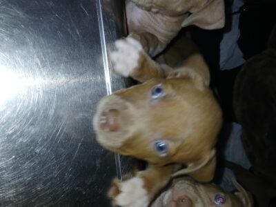Fawn bloodline puppies