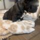 AKC Lilac Merle & Brindle French Bull Dog Puppies