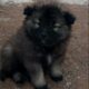 Beautiful Purebred Keeshond Puppies for Sale