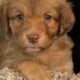 Puppies looking for homes