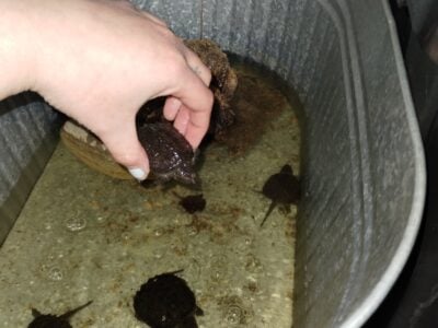 4 snapping turtles