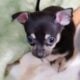 Chihuahuas CKC Registered