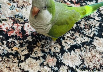 Quaker parrot for sale
