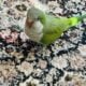 Quaker parrot for sale